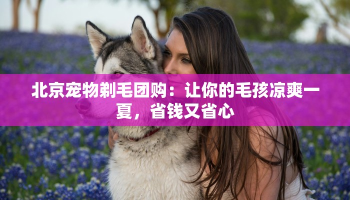 北京宠物剃毛团购：让你的毛孩凉爽一夏，省钱又省心