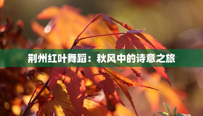 荆州红叶舞蹈：秋风中的诗意之旅